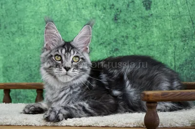 Котенок мейн-кун