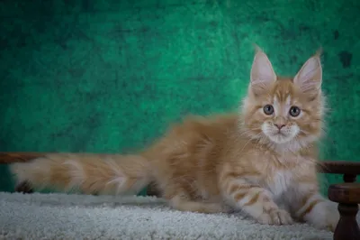 Котенок мейн-кун