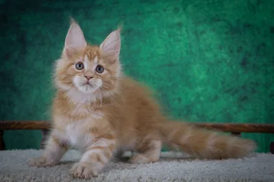 Котенок мейн-кун