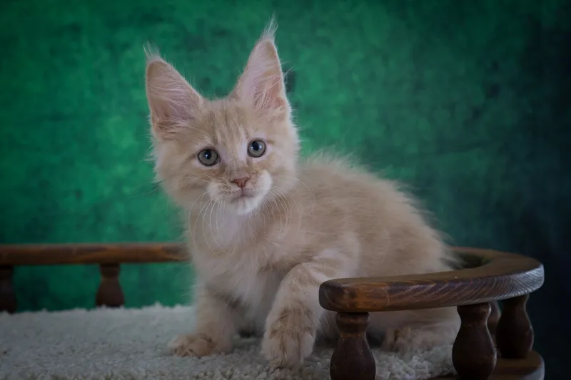 Maine Coon kitten Cream MCO e  Boy