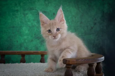 Котенок мейн-кун