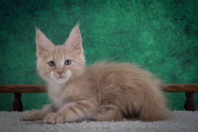 Котенок мейн-кун