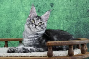 Котенок мейн-кун