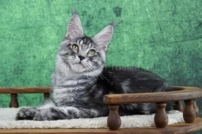 Котенок мейн-кун