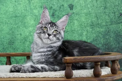 Котенок мейн-кун