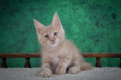 Котенок мейн-кун