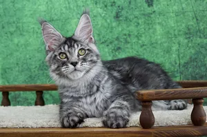 Котенок мейн-кун