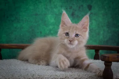 Котенок мейн-кун