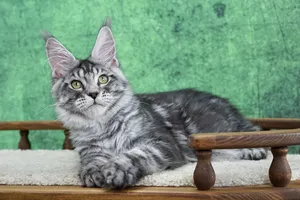 Котенок мейн-кун