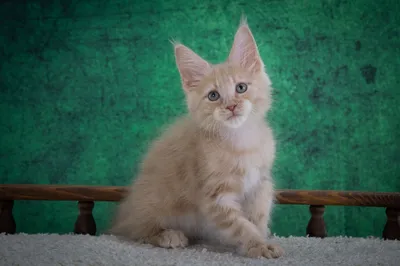 Котенок мейн-кун