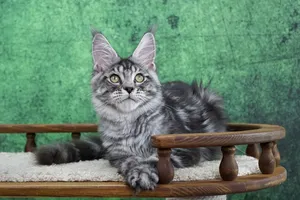 Котенок мейн-кун