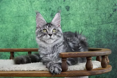Котенок мейн-кун