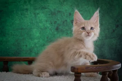 Котенок мейн-кун