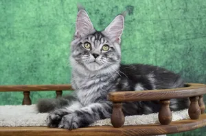 Котенок мейн-кун