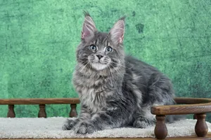Maine Coon kitten