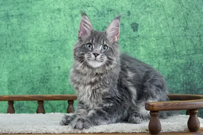 Maine Coon kitten