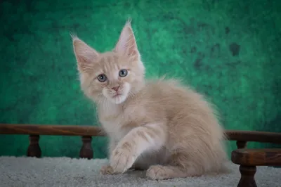 Котенок мейн-кун