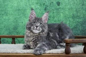 Maine Coon kitten