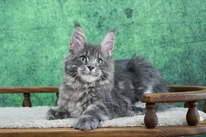 Maine Coon kitten