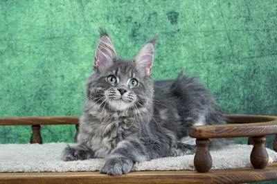 Maine Coon kitten