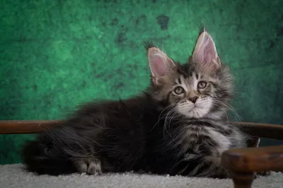 Котенок мейн-кун