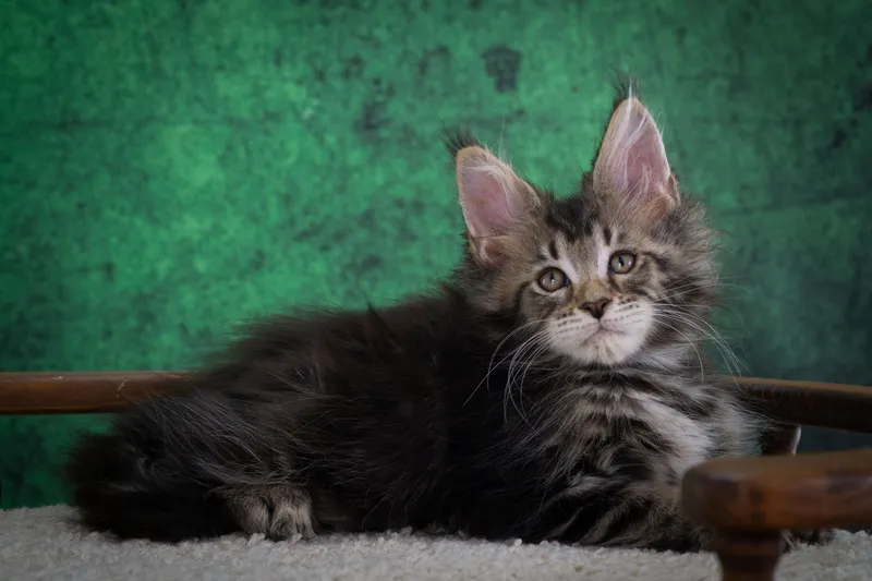 Maine Coon kitten Black classic Tabby (Brown) MCO n 22 Boy