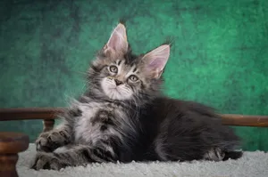 Котенок мейн-кун