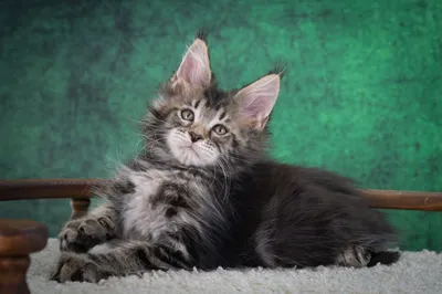 Котенок мейн-кун