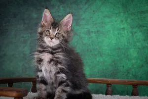 Котенок мейн-кун