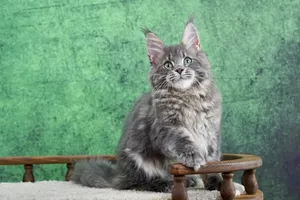 Maine Coon kitten
