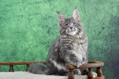 Котенок мейн-кун