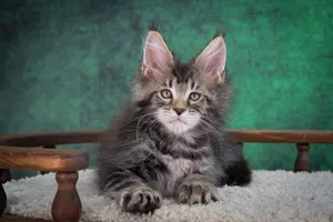 Котенок мейн-кун