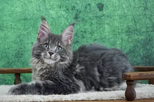 Maine Coon kitten