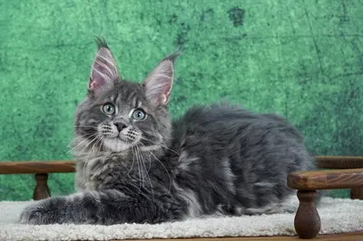 Maine Coon kitten