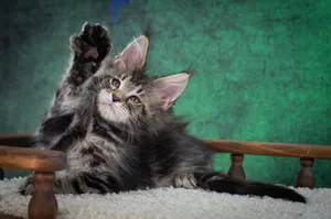 Котенок мейн-кун