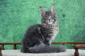 Maine Coon kitten