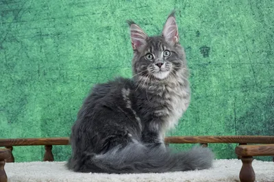 Maine Coon kitten