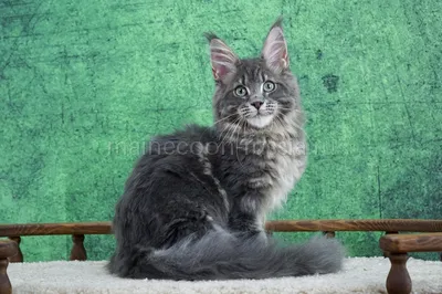 Котенок мейн-кун