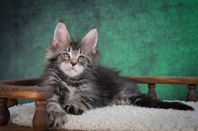 Котенок мейн-кун