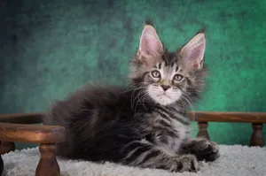 Котенок мейн-кун