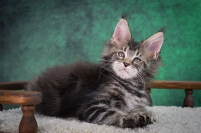 Котенок мейн-кун