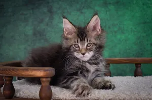 Котенок мейн-кун