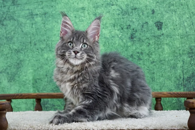 Maine Coon kitten Blue classic Tabby MCO a 22 Boy