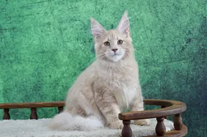 Котенок мейн-кун