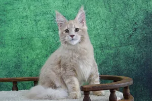 Котенок мейн-кун