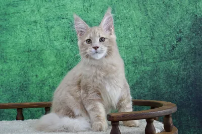 Котенок мейн-кун