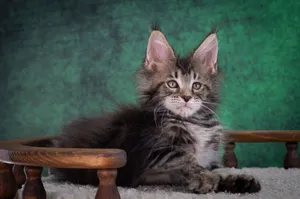 Котенок мейн-кун