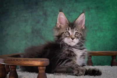 Котенок мейн-кун