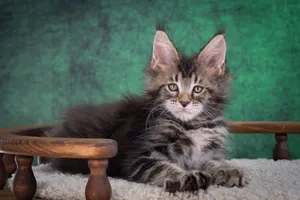 Котенок мейн-кун