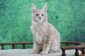 Котенок мейн-кун
